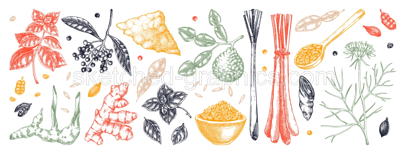 Hand drawn spices vector illustrations. Basil, galangal, cumin, cilantro, turmeric, lemongrass, lime sketches. Kitchen herbs collection. Food design elements NOT AI generated Illustration